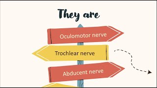 cranial nerves acting on the eye [upl. by Giles]