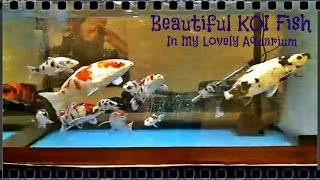 Beautiful KOI Fish  In My Aquarium Part 7 [upl. by Griselda]