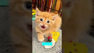 🐱 Funny Cats 2024😆  Funniest Cats and Dogs Video🐕🐈 FunnyCats Ep 6797 [upl. by Pinkham]