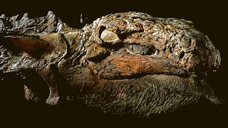 Nodosaur Dinosaur ‘Mummy’ Unveiled With Skin And Guts Intac [upl. by Iadam]