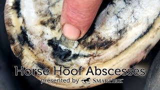 Horse Hoof Abscesses [upl. by Concepcion83]