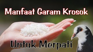 Manfaat GARAM KROSOK Untuk MERPATI merpatitinggian merpatitomprang [upl. by Gascony]