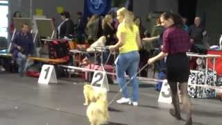 Tibetan spaniel SKYLIT GRAGSCAN at Tallinn Winner 2015 [upl. by Audri]