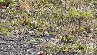 Snow Buntings 1192024 [upl. by Erfert]