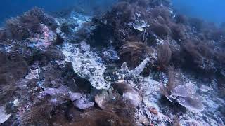 Wobbegong Indonesia Raja Ampat Nov 2023 [upl. by Maleki]