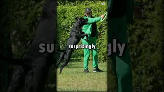 Presa Canario VS Cane Corso shorts [upl. by Enyahs]