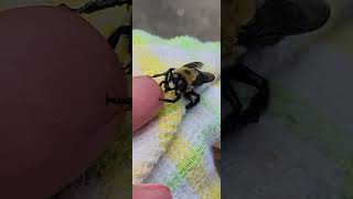 Carpenter bee eating today [upl. by Airlie]