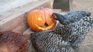 chickens Making their jack o lantern for halloween [upl. by Yddub]