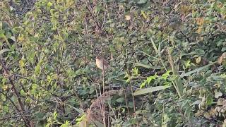 20241109 Naravni rezervat ŠKOCJANSKI ZATOK PASSERIFORMES Cisticola juncidis BRŠKINKA [upl. by Nylrebmik175]