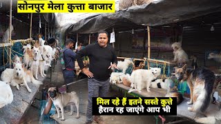 Sonpur Mela Dog Market  इस बार का इतने सस्ते कुत्ते हर नस्ल और ब्रीड के  Matargashti [upl. by Ripp]