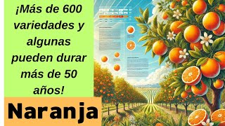 Historia y Beneficios de la Naranja Todo sobre esta Joya Cítrica 🍊 [upl. by Zaob]