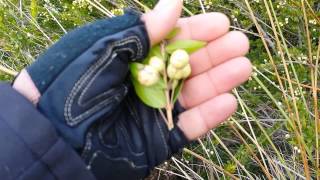 Planta extraña en el monte sierra del Águila Sierra de la Pila Hortichuela [upl. by Biebel]