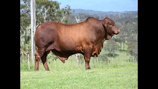 Vale View 2791  Lot 270 February All Breeds Bull amp Female Sale [upl. by Akira363]