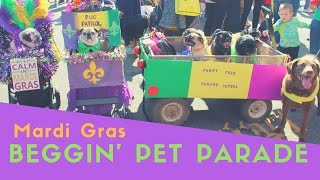 Party Pugs at St Louis Mardi Gras Beggin Pet Parade 2017 [upl. by Rediah843]