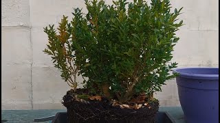 Boxwood forest bonsai 1 [upl. by Adnauqal]