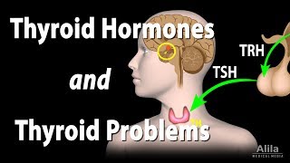 Thyroid Gland Hormones and Thyroid Problems Animation [upl. by Sivaj59]