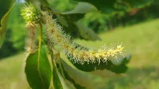 Chestnut Trees Identification of Male and Female Flowers [upl. by Yeleek621]