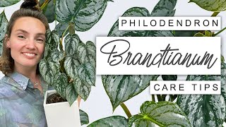 Philodendron Brandtianum Care Tips 🌿 BEST Tips For Silver Leaf Philodendron [upl. by Abbate]