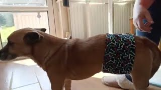 How To Make A Dog Belly Band Tutorial [upl. by Worlock]