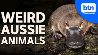 Weird Animals of Australia Why Down Under is so Unique [upl. by Dee Dee]