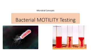 Bacterial Motility testing  Microbiology practical  Motility  FYBSc  SYBSc [upl. by Aggappera]