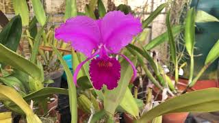 Cali Orchid Hoa Lan  cattleya trianae sangre de toro [upl. by Selwyn]