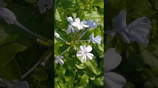 🌝 💤😴🎶Cape Leadwort [upl. by Matthias733]