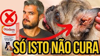 CACHORRO C OTITE MUITA DOR DE OUVIDO REMÃ‰DIOS NÃƒO CURAM ESTE PROBLEMA DO CÃƒO ORELHA INFLAMADA [upl. by Marr]