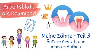 Meine Zähne Teil 3  Gestalt und Aufbau Sachunterricht Grundschule  mit Arbeitsblatt [upl. by Hogle]