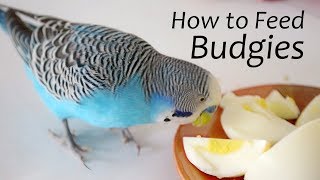 How to Feed Budgies  Choosing the Right Foods  ReEdit [upl. by Aliekat]