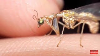 Baby praying mantis on my finger [upl. by Stanwood778]