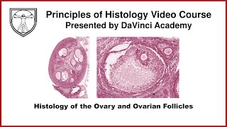 Histology of the Ovary and Ovarian Follicles Female Reproductive Histology Part 1 of 2 [upl. by Hgielrebma]