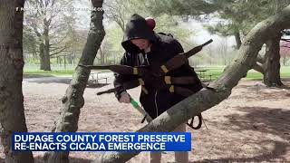 Dupage County Forest Preserve reenacts cicada emergence [upl. by Arianne]