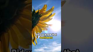 Do sunflowers follow the sun shorts [upl. by Nelyak142]