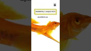 Swordtails Unique Facts shorts swordtail [upl. by Elsinore948]