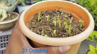 adenium seeds germination Desi methodeveryone gardening plants adeniumdesertrose [upl. by Eiramadnil]