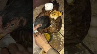 2nd day of baby chicks  1st part Aseel murgi choose a [upl. by Sink]