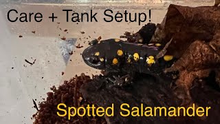 Spotted Salamander Care Guide  Tank Setup [upl. by Sergo663]