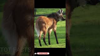 Strange Creature ll Rare Animal ll Maned Wolf ll మాన్డ్ వూల్ఫ్ ll Telugu Facts ll TOT FACTS [upl. by Nurat789]