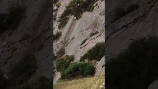 How dorper sheep make their way down a mountain [upl. by Eyar]