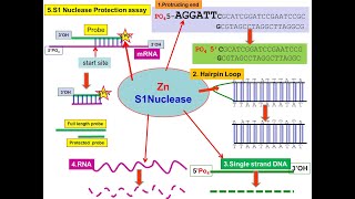 S1 Nuclease S1 Mapping endonuclease S1–P1 family Aspergillus oryzae [upl. by Noxas502]