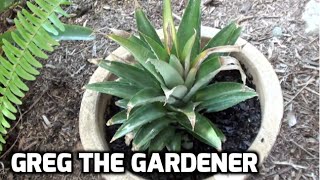 HOW TO GROW A PINEAPPLE  Greg The Gardener [upl. by Adnawahs]