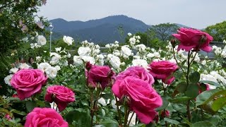 The rose garden of Kayoichou Park Japan  4K garden rose extravaganza [upl. by Crandall]