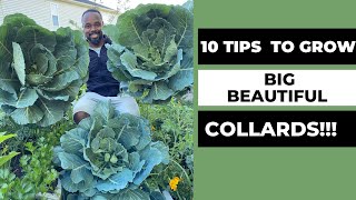 10 TIPS TO GROW BIG BEAUTIFUL COLLARDS [upl. by Jarl462]