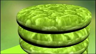 Chloroplast Animation [upl. by Niotna]