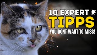 10 Tips from Cat Behavior Experts You Need To Know [upl. by Akcirderf]