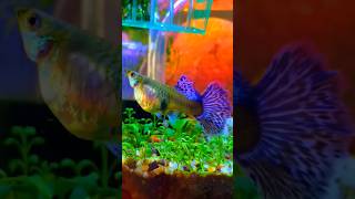 My new Gappy fish pregnant gappyfish [upl. by Asilehs]