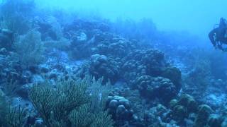 Vimeo24743422 UNDERWATER The AP Royal Oak Offshore Divermp4 [upl. by Eihcir226]