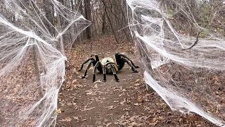 25 Spider Encounters You Should Avoid Watching [upl. by Mackie]