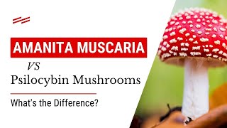 Amanita Muscaria vs Psilocybin Mushrooms Whats the Difference [upl. by Nnaed]